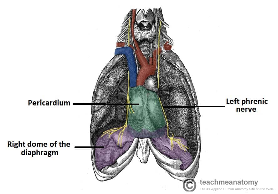 <p>The muscular part of the diaphragm is supplied by the phrenic nerve, arising from the anterior rami of spinal nerves C3, C4, and C5.</p>