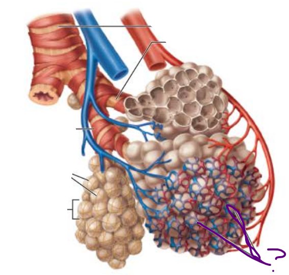 <p><strong>Alveoli </strong></p><p><strong><u>Respiratory Membrane component</u></strong></p><p><u>External surfaces&nbsp;</u></p><p>Cobweb of _________ _______________</p>