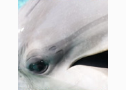 <p>dolphin</p>