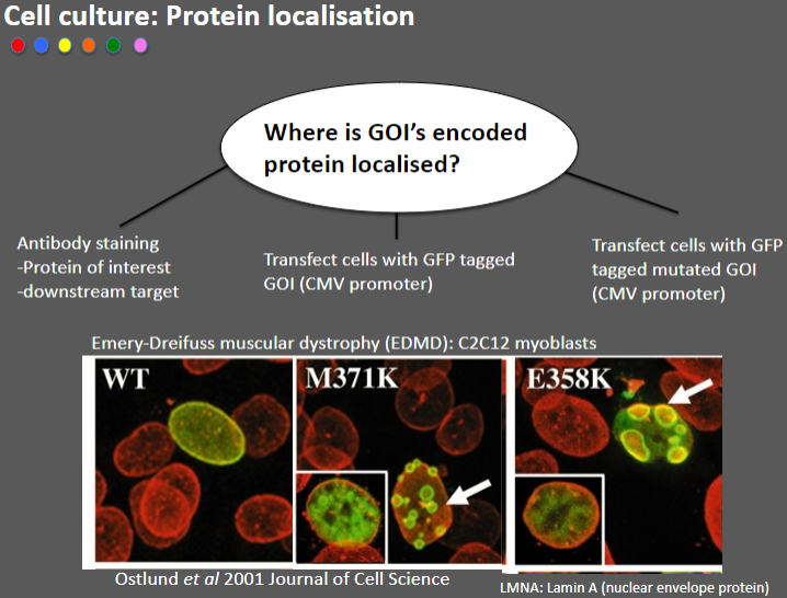 <p><strong>Antibody staining</strong>: Used to detect the <strong>protein of interest</strong> or its <strong>downstream target</strong> by binding specific antibodies to the protein.</p><p><strong>Transfect cells with GFP-tagged GOI</strong>: This method attaches <strong>Green Fluorescent Protein (GFP)</strong> to the GOI, allowing visualization of its location in the cell using fluorescence microscopy.</p><p><strong>Transfect cells with GFP-tagged mutated GOI</strong>: This allows comparison of the localization of the wild-type and mutated versions of the protein.</p>