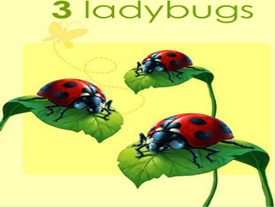 ladybugs three