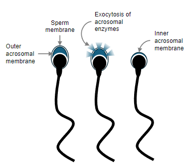 <p><strong>Definition</strong>: Capacitation is the biochemical process that enables sperm to fertilize an egg.</p><p><strong>Factors Involved</strong>: It is partly achieved by removing the sperm from the seminal fluid. Additionally, uterine or tubal fluid may contain factors that promote capacitation.</p><p><strong>Biochemical Changes</strong>: Capacitation involves the rearrangement of surface glycoproteins and changes in the membrane composition of the sperm, preparing it for the acrosome reaction.</p>