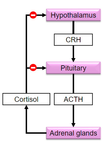 <p>The hypothalamus releases <span class="tt-bg-green">corticotropin-releasing </span>hormone (CRH) to stimulate the pituitary gland.</p>