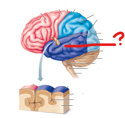 <p>what lobe is this?</p>