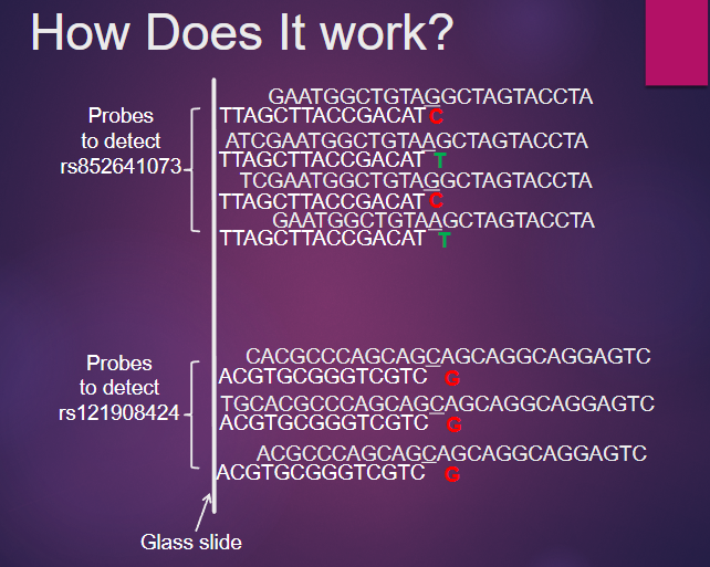 <p>How do SNP microarrays work? (3)</p>