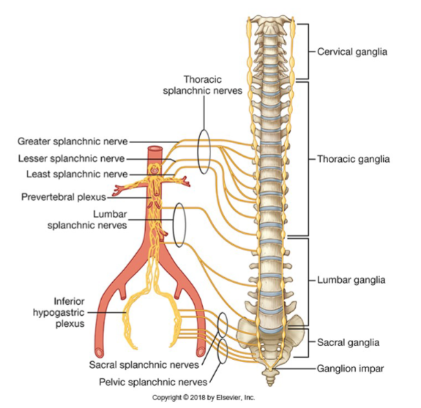 <p>Parasympathetic innervation: Includes vagal branches (from the vagus nerve, CNX) and pelvic splanchnic nerves (S2, S3, S4). It increases secretion and motility of the gastrointestinal tract.</p><p>Sympathetic innervation: Slows down motility of the gastrointestinal tract.</p>