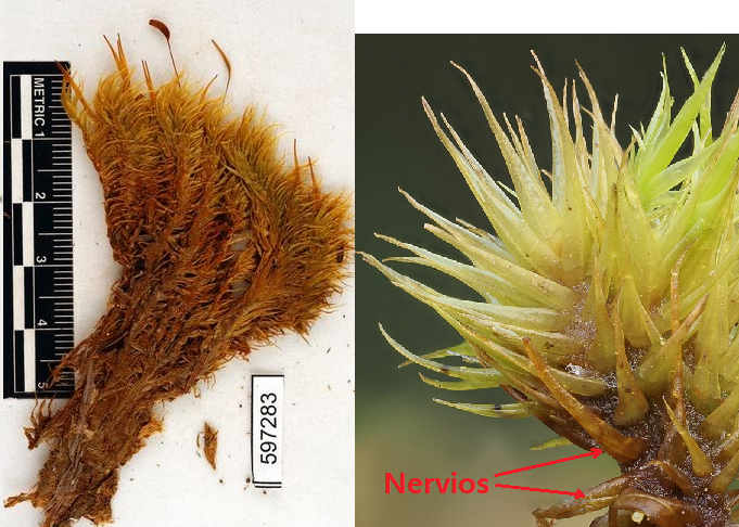 <p><strong>Clave:</strong> Musgo de robustas matas de brotes amarillo-verdosos con filidios normalmente curvados hacia un lado, aunque también pueden ser rectos, normalmente fáciles de reconocer. Esta forma de los filidios, no varía mucho cuando se seca. Nervio bastante ancho. Puede tornarse amarillo rojizo al preservarse.</p><p></p><p>Si tienes dudas, también puedes cortar una sección transversal de la parte superior de la hoja, con la lupa deberías ver de 3 a 4 crestas bajas que sobresalen de la parte posterior del nervio.</p>