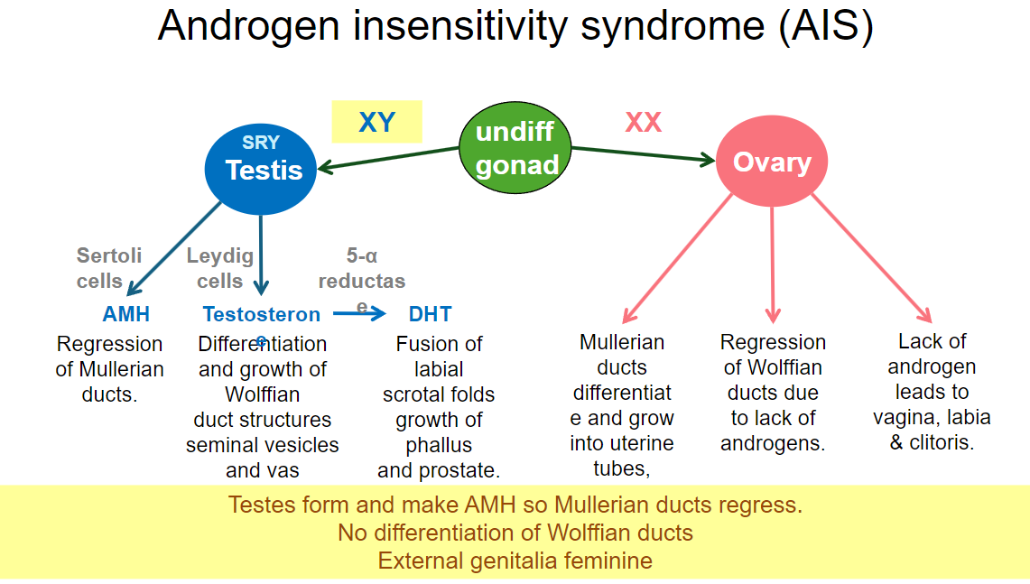 <p>Müllerian ducts typically regress due to the presence of AMH from Sertoli cells.</p><p>Wolffian ducts do not develop properly due to the lack of androgen effect.</p>