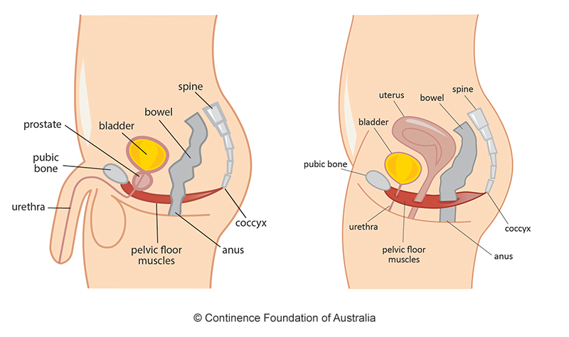 <p>The inferior boundary of the pelvic cavity</p><p>The superior boundary of the perineum</p>