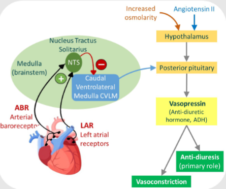<p>-Stretch receptors in the left atrium send continuous signals via afferent fibres to the NTS.</p><p>-The NTS sends out inhibitory nerves to the CVLM</p><p>-CVLM signals stimulate the pituitary gland to release vasopressin so stretching of the heart inhibits this</p>