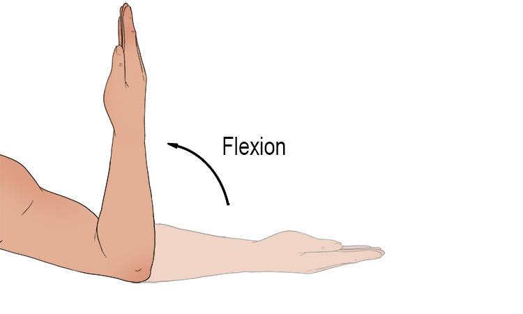 <p><u>Flexion:</u></p><p>Flexion decreases the angle between two bones.</p><p>Examples:</p><p>Trunk flexion</p><p>Neck flexion</p><p>Finger flexion</p>