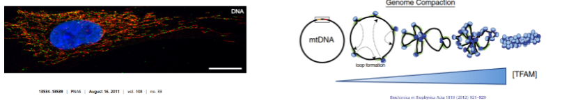 <p>mtDNA is packaged into structures called nucleoids.</p><p>Each nucleoid contains one or two copies of mtDNA.</p><p>Transcription Factor A (TFAM) acts as a histone protein, helping to package and stabilize mtDNA.</p>