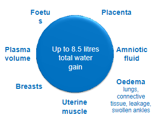 <p><strong>Foetus</strong></p><p><strong>Placenta</strong></p><p><strong>Amniotic fluid</strong></p><p><strong>Oedema</strong> (swollen ankles, connective tissue, lungs)</p><p><strong>Uterine muscle</strong></p><p><strong>Breasts</strong></p><p><strong>Plasma volume</strong></p>