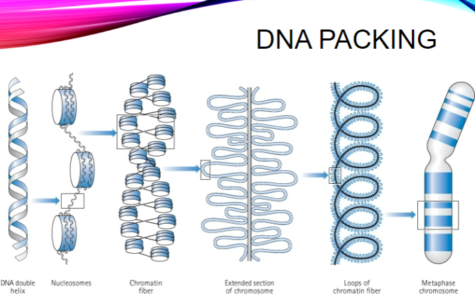 <p>DNA double helix into nucleosomes into chromatin fiber into extended section of chromosome into loop of chromatin fiber into the metaphase chromosome</p>