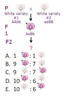 <p>If you mate two AaBb F1 plants. What ratio of flower color do you predict to see in the F2?</p>