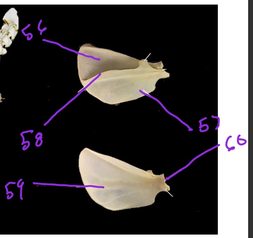 <p>56. infraspinous fossa</p><p>57. supraspinous fossa</p><p>58. spine of scapula</p><p>59. subscapular fossa</p><p>60. glenoid fossa</p>