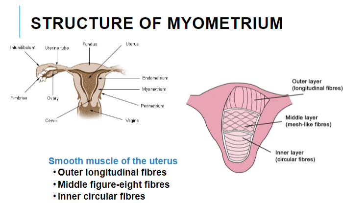 <p>The myometrium consists of three main muscle fiber orientations:</p><p>Outer longitudinal fibers</p><p>Middle figure-eight fibers</p><p>Inner circular fibers</p>