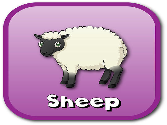 sheep