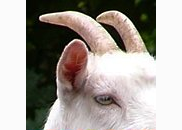 <p>goat</p>