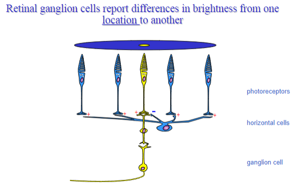 <p><strong>Retinal network:</strong> The receptive field properties of RGCs are shaped by the circuitry in the retina, where <strong>bipolar cells</strong> and <strong>amacrine cells</strong> influence the response of ganglion cells to specific stimuli.</p><p><strong>Centre-surround arrangement:</strong> The interaction between excitatory and inhibitory inputs from photoreceptors, bipolar cells, and horizontal cells creates the centre-surround receptive fields.</p><p><strong>Role of convergence:</strong> Multiple photoreceptors converge onto a single RGC, influencing the size and sensitivity of its receptive field.</p>