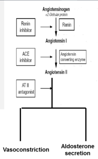 <p>✩ Both ACE inhibitors and AT1 receptor blockers decrease vasoconstriction and aldosterone secretion to reduce blood pressure.</p>