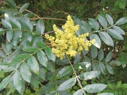 <p>Shining Sumac</p>