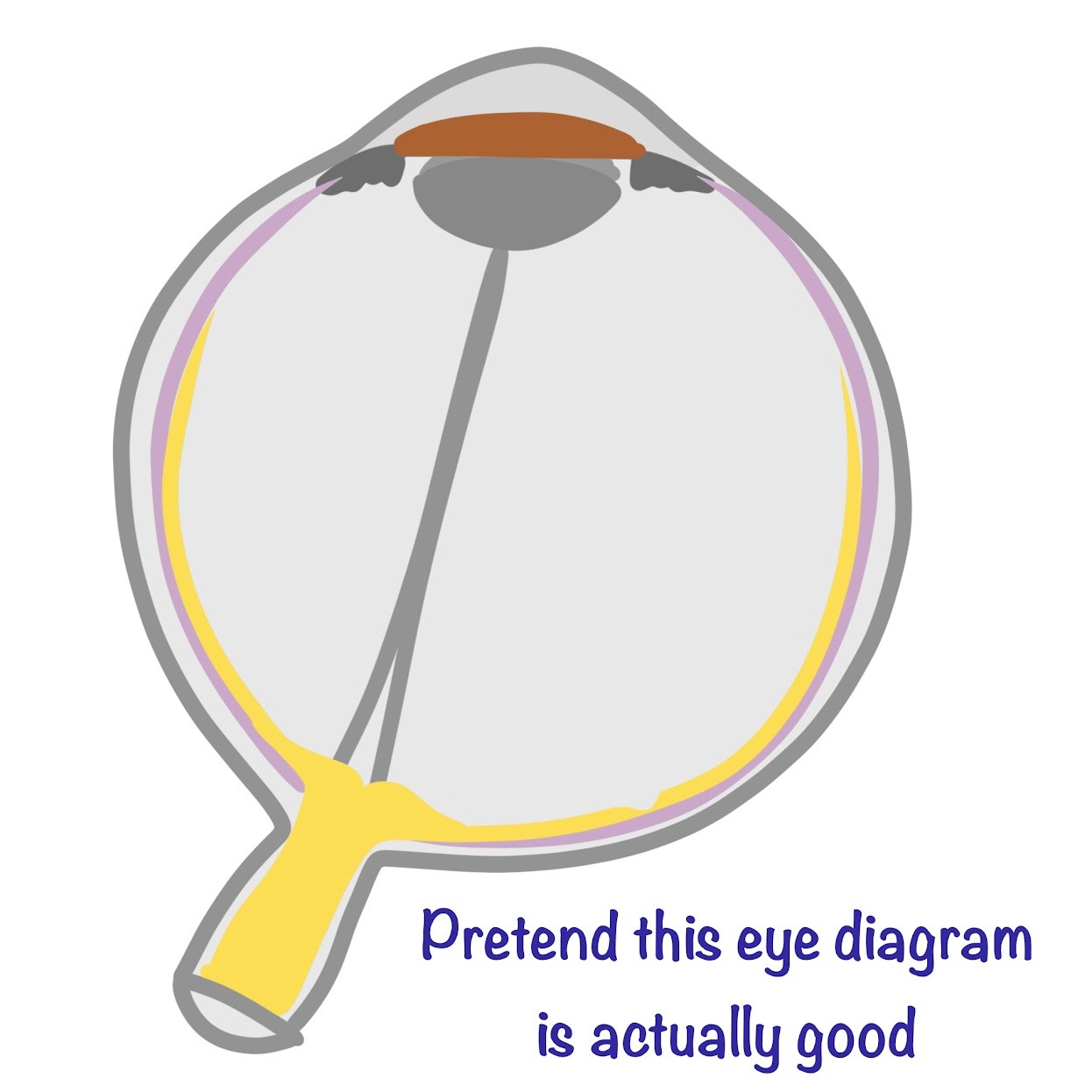 <p><span class="tt-bg-green">Inner surface</span> along the back of the eye where <span class="tt-bg-green">photoreceptors</span> are located</p>