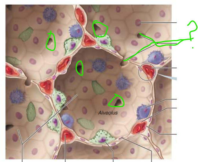 <p><strong>Alveoli</strong></p><p><u>__________ _______</u></p><p>Connects adjacent alveoli to allow ___ _______throughout the lung to be __________&nbsp;</p><p>Provides _________ ______ to any _________ alveoli</p>