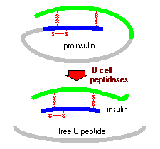 <p>a) Transcription to mRNA: Insulin is transcribed from INS (Insulin) gene within the cell by a complex process of RNA splicing.</p><p>b) Excision of introns to messenger RNA.</p><p>c) Removal of signal sequence and formation of disulphide bonds in RER.</p><p>d) Pre-proinsulin → proinsulin: The signal sequence directs the protein to the rough endoplasmic reticulum, where finally the protein is being produced.</p><p>e) Transfer to Golgi apparatus, excision of C peptide and packaging into secretory granules.</p>