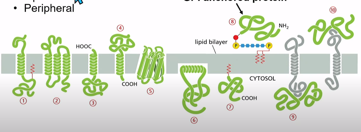 <p>Integral</p><p>Lipid anchored</p><p>Peripheral</p>