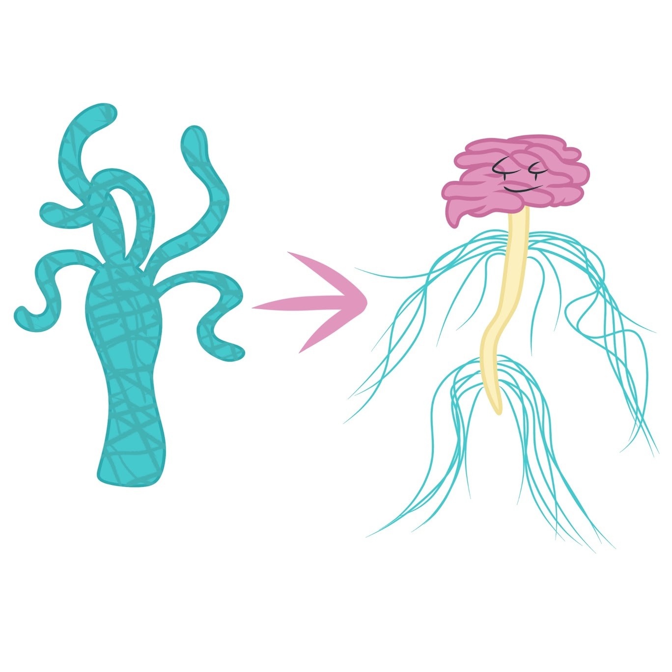 <p>From simple, decentralized <span class="tt-bg-yellow">nerve nets to</span> more complex and centralized systems with <span class="tt-bg-yellow">ganglia</span> and/or <span class="tt-bg-yellow">brain</span></p>