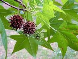 <p><em>Liquidambar styraciflua</em></p><p>simple/alternate</p>