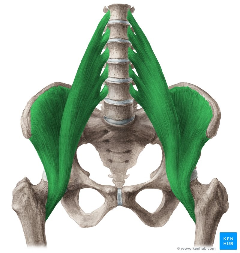 <p>TLF</p><p>Transverse process and body of lumbar of vertebrae</p><p>Lesser trochanter</p><p>Flexes hip joint; flexes vertebral column</p><p>Hip</p>