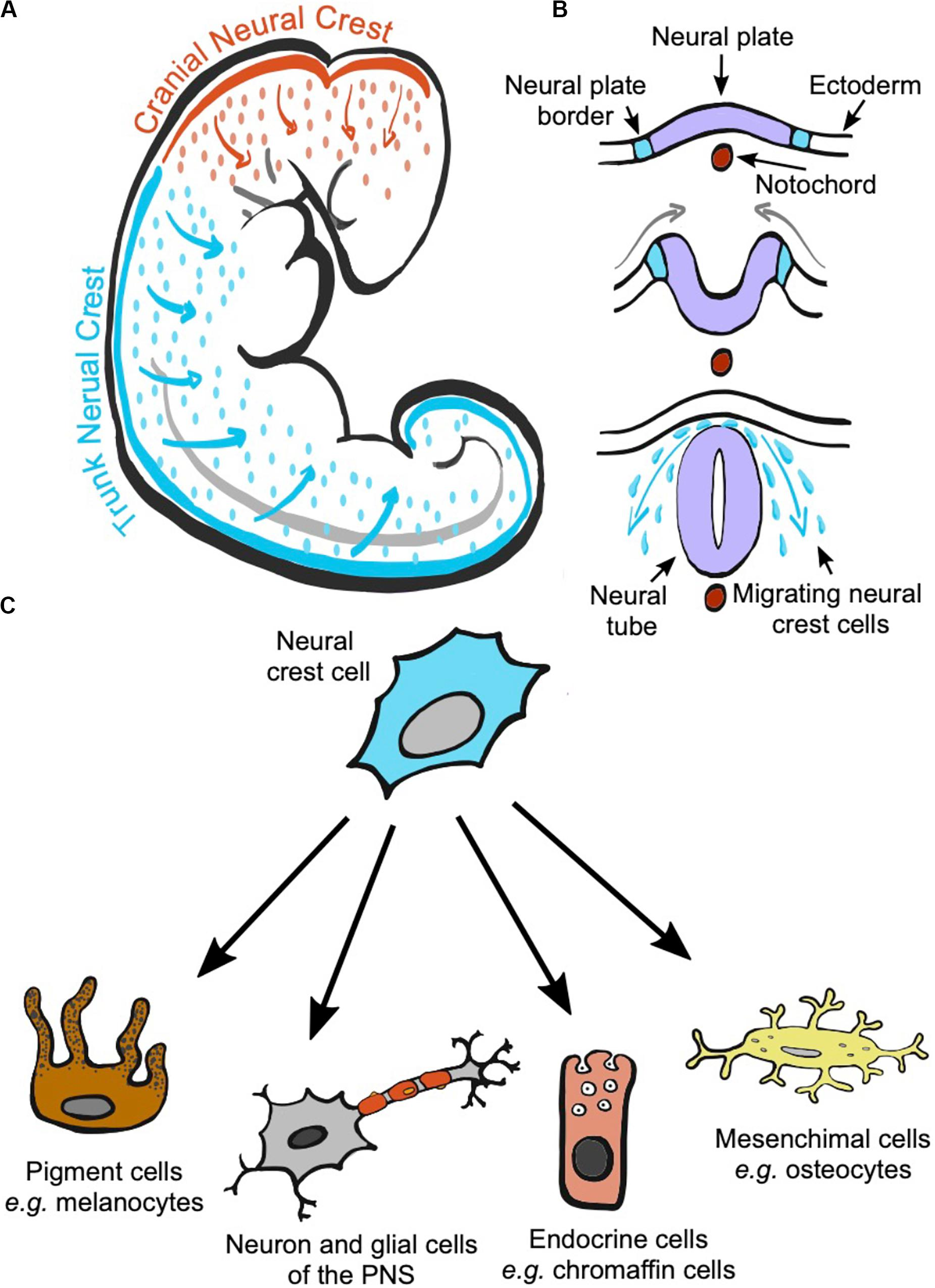 <p>Neural crest cells contribute to the parasympathetic innervation of the gut, playing a crucial role in regulating gastrointestinal function.</p>