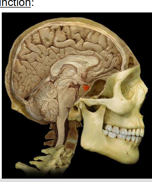 <p>&nbsp; suspended from hypothalamus</p><p>&nbsp; in sella turcica of sphenoid bone</p><p>&nbsp; 2 lobes: anterior and posterior pituitary</p>