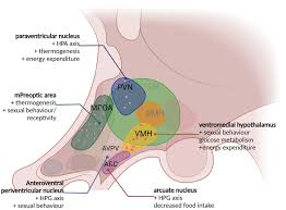 <p>•Arcuate nucleus <span class="tt-bg-blue">(ARC).</span></p><p>•Anteroventral periventricular nucleus <span class="tt-bg-red">(AVPV).</span></p>