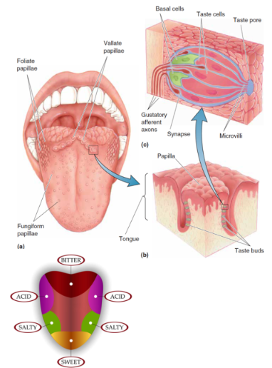 <p><strong>Papillae</strong>:</p><p>Ridge-shaped (<strong>foliate</strong>) </p><p>Pimple-shaped (<strong>vallate</strong>) </p><p>Mushroom-shaped (<strong>fungiform</strong>) </p><p><strong>Taste Buds</strong>:</p><p>Contain <strong>taste receptor cells</strong> for detecting taste stimuli</p><p>Surrounded by <strong>basal cells</strong>, which are precursors to new taste cells </p><p>Connected to <strong>gustatory afferent axons</strong>, which transmit taste signals to the brain </p>