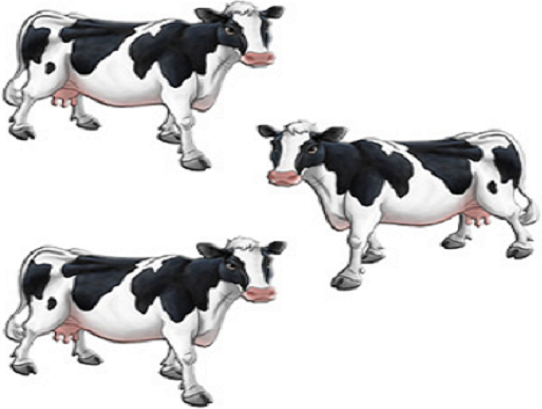cows three