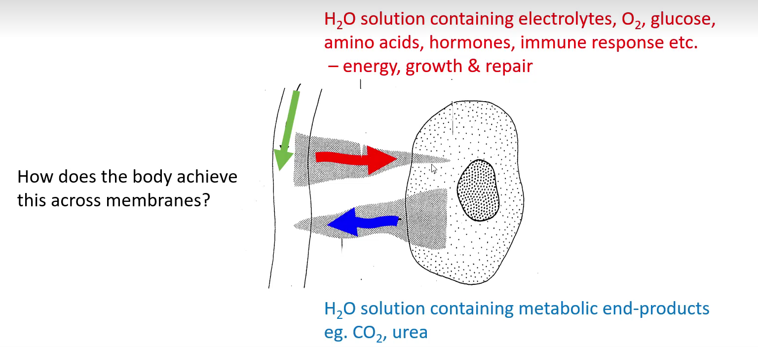 <p>H2O solution containing metabolic end-products e.g. CO2 and Urea</p>