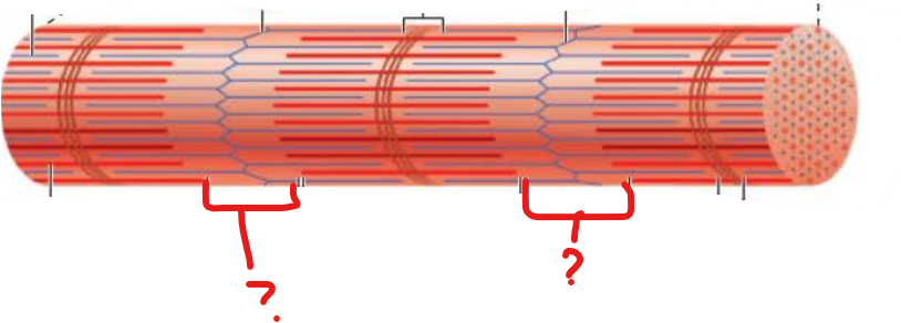 <p>name this</p><p>what type of filaments compose it?</p>