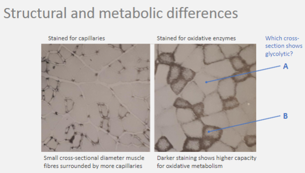 <p>Small cross-sectional diameter muscle fibres are surrounded by more capillaries.</p><p>This indicates a higher capacity for oxidative metabolism, as shown by darker staining for oxidative enzymes.</p>