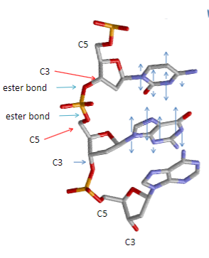 <p>Base stacking (hydrophobic interactions) which arranges bases above each other and excludes water.</p><p>Van der Waals forces contribute to the stability.</p>