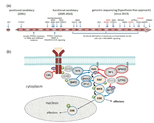 <p>Identification of a rare disease gene reveals disrupted biological pathways.</p><p>Disrupting other genes or proteins within the same pathway may lead to the same phenotype.</p><p>This can help in developing new drug targets or repositioning existing drugs for treatment.</p>