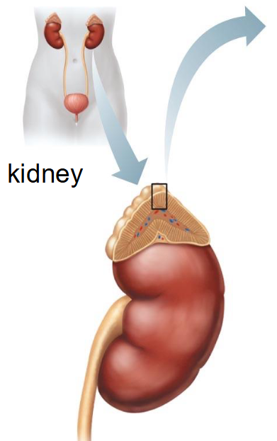 <p>What are the adrenal glands?</p>