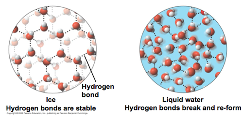 hydrogen bonds in ice are more "ordered and spaced out" making ice larger and LESS DENSE