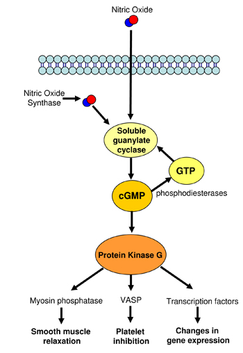 <p>-Release of NO by parasympathetic nerves causes production of cGMP which leads to vasodilatation</p><p>-Sildenafil (Viagra) enhances this effect of NO by inhibiting the breakdown of cGMP by phosophodiesterase-5</p>