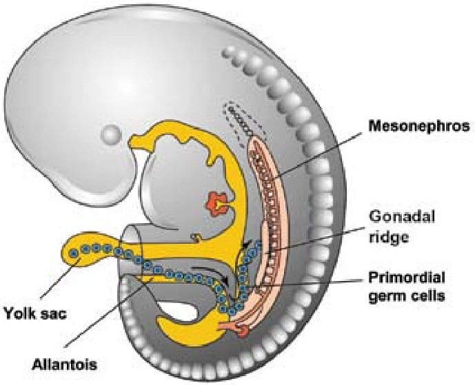 <p>Where do mesonephric cells originate? (1)</p>