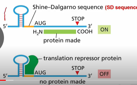 <p>1. An RNA binding protein that blocks access to the SD sequence</p><p>2. Temperature Regulated RNA structure: stem loop RNA structure blocks the SD sequence. When temperature increases, the loop unwinds.</p><p>3. Riboswitch, changes structure of RNA blocking the SD</p><p>4. Antisense RNA: Base pairs with mRNA and block SD</p>