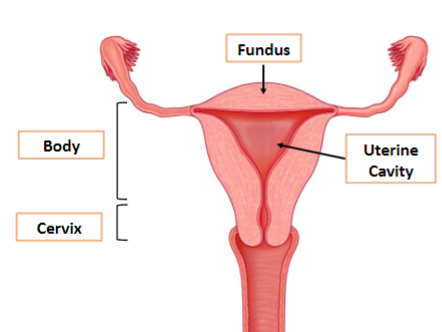 <p>The three layers of the uterine wall are:</p><p>Perimetrium: the outer serous wall covering the uterus.</p><p>Myometrium: the thick muscular layer responsible for the process of parturition (childbirth).</p><p>Endometrium: the inner mucous layer, which serves as the site of implantation and undergoes thickness changes throughout the menstrual cycle.</p>