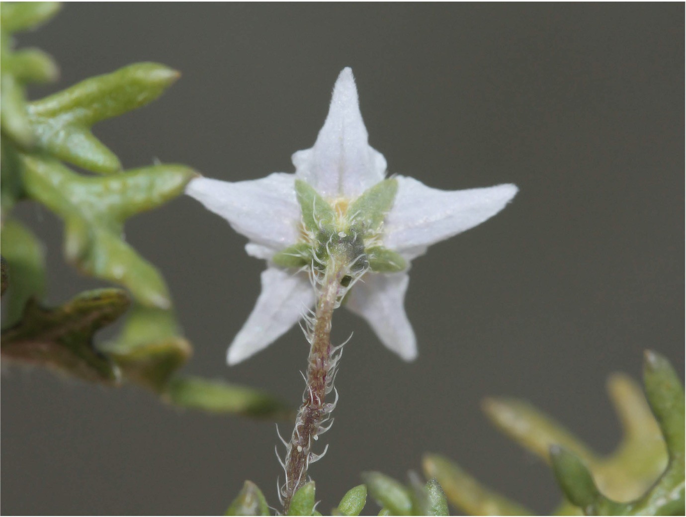 <p>Actinomorphe (= radiaal symmetrische) bloem, vergroeide krans: bloeiwijze welke familie?</p>